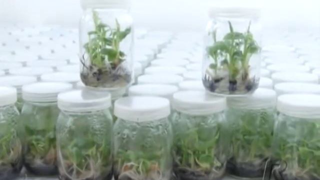 Conheça a maior produção de Banana Clonada do Mato Grosso смотреть онлайн