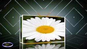 Ромашка белая.