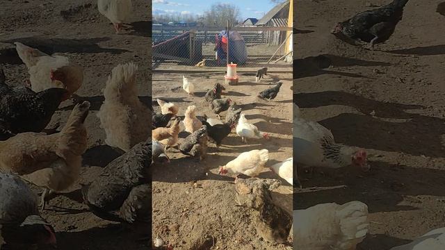 Дал курочкам 🐔 вкусняшку и выпустил на вольный выгул
