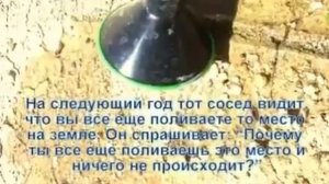 Как растёт бамбук