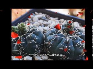 На каком сайте без модерации дать объявление о продаже кактусов