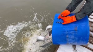 Запуск форели в акваторию 140 кг !!!