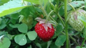 Влог :  Подготовка к морю начинается /Первый урожай