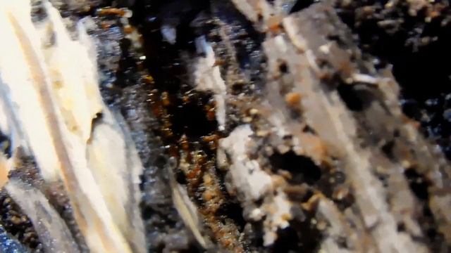 EXPÉDITION FOURMIS DANS LA FORÊT ° Temnothorax sp. ° [HD/Fr] смотреть онлайн