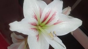 Амариллис Белладонна - комнатный цветок, советы по уходу. Красивая музыка для души, саксофон