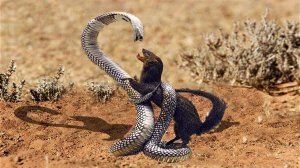 Эти Животные Охотятся на Змей