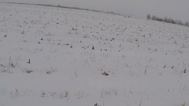 Охота на Зайца 12 2017г+ ленивые Утки. смотреть онлайн