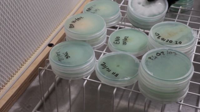 🍄 TITOUAN vous dévoile les SECRETS de son LABORATOIRE de MYCICULTURE - Épisode 2 смотреть онлайн