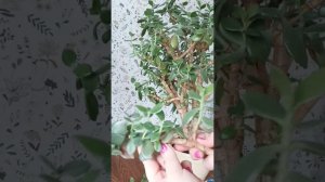 Первая обрезка большой крассулы