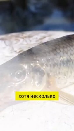 А когда вы в последний раз ловили пескаря？