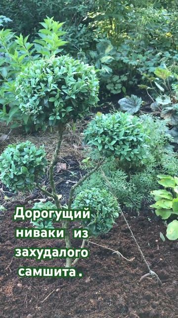 Ниваки из самшита. #ниваки #садовыйбонсай #садсвоимируками