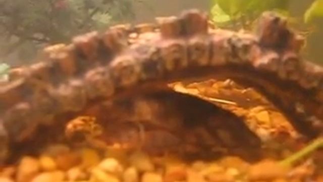 my angelfish and friends смотреть онлайн