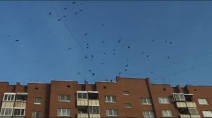 Кроухантинг под музыку - 2: Птицы серые.