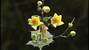 科学映像館　Red Data Plants （Kirengeshoma/キレンゲショウマ・開花・結実)