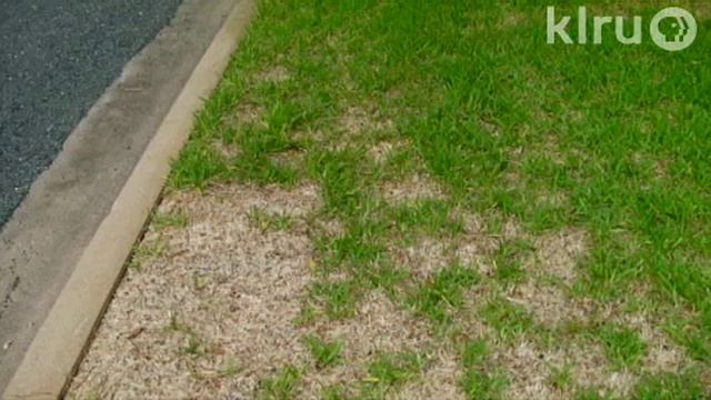 Fire ants, grubs, and chinch bugs|John Dromgoole|Central Texas Gardener смотреть онлайн