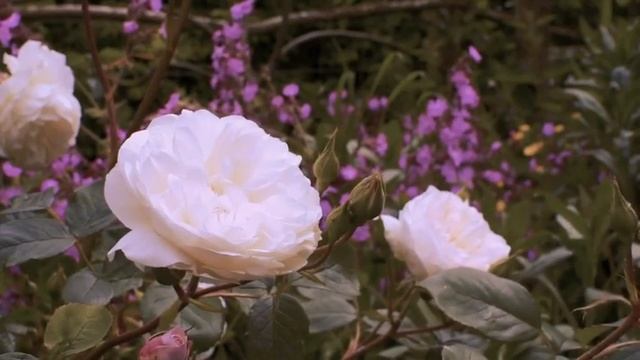 Pino Daniele - Acqua 'E  Rose