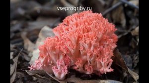 Какие грибы из семейства коралловых встречаются в наших лесах