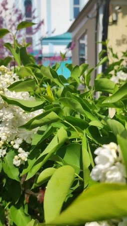 Вербное воскресение у Храма Покрова Пресвятой  Богородицы.
