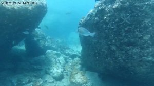 21 июня Дайвинг во Вьетнаме Нячанг