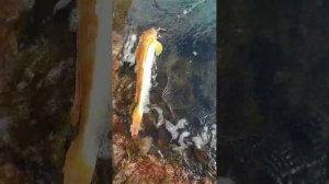 Тригла или Морской петух пойман и отпущен в Черном море. Голубая бухта.