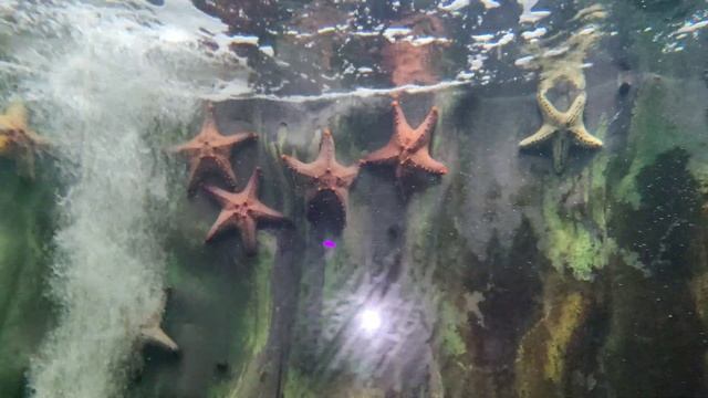 Lokaranjan Aqua World | Underwater Tunnel Aquarium | Mysore | తెలుగు లో