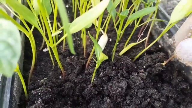 Перець у теплиці. Пікірувала розсаду перцю #перець #розсада #теплиця #парник #пересадка смотреть онлайн