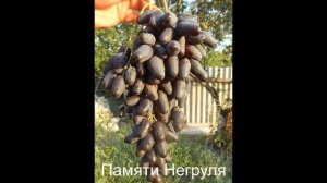 Виноград Панченко 2018