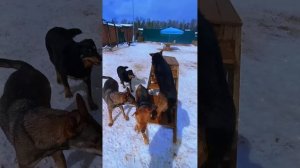 Салки-догонялки в снегу ❥ Приют в Малинках