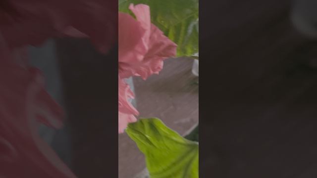 китайская роза