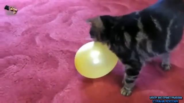 КОШКИ ЖГУТ!