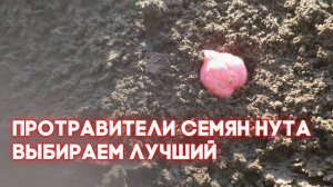 НУТ | Протравители семян | Выбираем лучший |