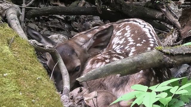 Новорождённый оленёнок в лесу || Newborn deer in the forest