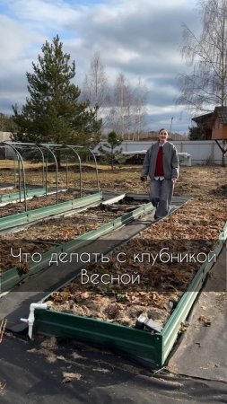 🍓Уход за клубникой весной