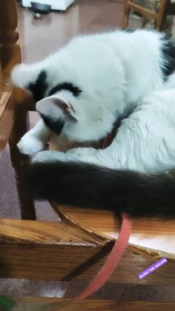 Siberian cat/white cat/black and white cat/cute kitten/British short hair cat