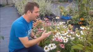 Echinacea purpurea 'Alba' - Fehér kasvirág rendelés