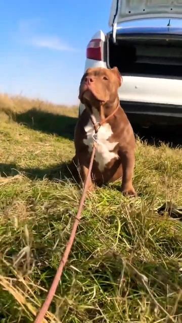 АМЕРИКАНСКИЙ БУЛЛИ [ на природе ] #americanbully #shorts #американскийбулли #bully #булли смотреть онлайн