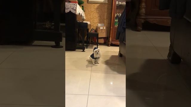 一戴帽子就石化的狗狗 смотреть онлайн