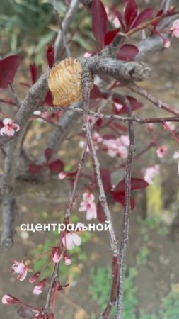 Необычные коконы #факты #интересно #богомолы #насекомые #природа #эстетика #обзор #биология #егэ