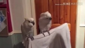 Какаду танцует