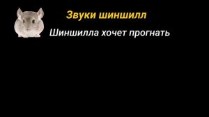 Звуки шиншилл и их значение
