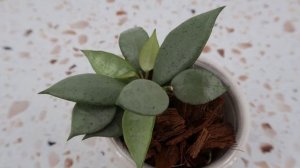 Hoya Lacunosa Silver Mint