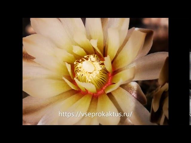 Хочу опубликовать бесплатно объявление о продаже суккулентов