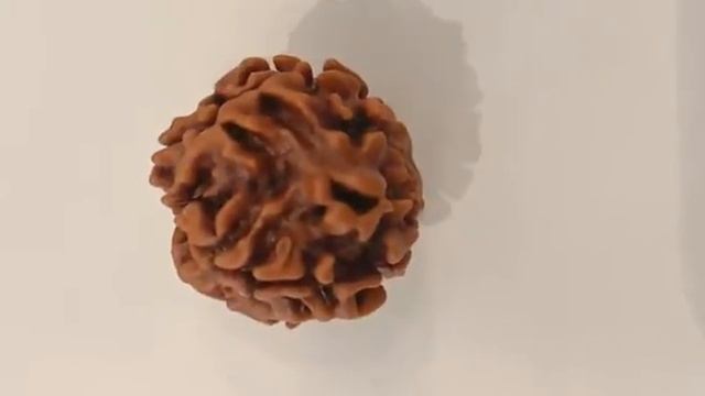2 Mukhi original natural rudraksha смотреть онлайн