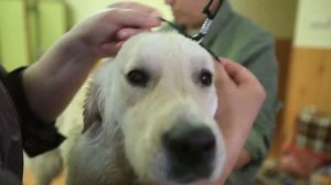 Собаки-помощники инвалидов