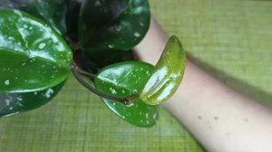 Хойя Heidi (Хейди).