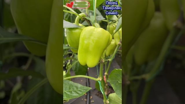 Перец Тамерлан от |Семена Семко | Агрофирма]. От рассады до урожая в одном видео.  #С