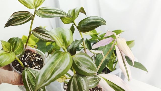 ИЗЛИШКИ растений на 13.04.25г 🌿☘️🌿🌸