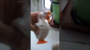 Как говорит заяц