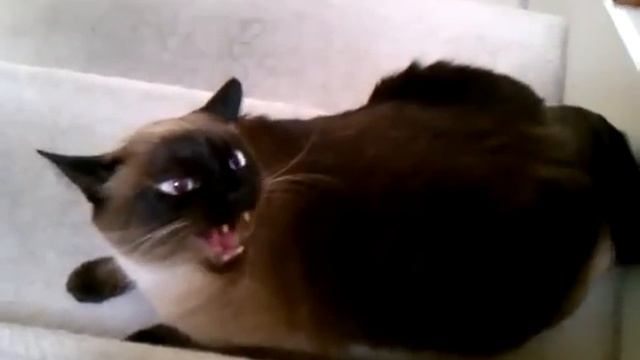 Злые сиамские коты