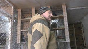 НИКОЛАЕВСКИЕ ГОЛУБИ. ОБЗОР САМОЙ СТАРОЙ ЛИНИИ НАШИХ ГОЛУБЕЙ. NIKOLAEVSKIE PIGEONS.
